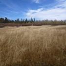 Bottom of eastern-most wet meadow