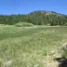 Bottom of meadow looking north