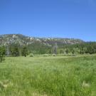 Bottom of meadow looking north