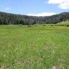 Bottom of meadow looking south