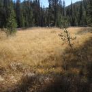 Bottom of meadow