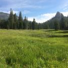 Bottom of meadow