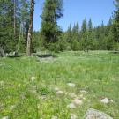Bottom of meadow