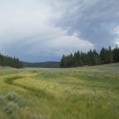 Bottom of meadow