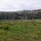 Schneider Camp with house