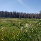 Martin Meadow