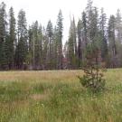 Government Meadow