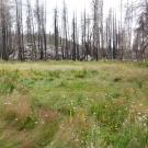 Silver Fork Meadow with big rock in backround