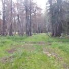 Upper Forni 1