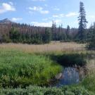 Upper Forni 3 meadow + mountain backgroun
