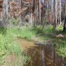 Huckleberry Flat log in creek