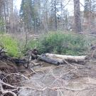 Lake Margarit fallen veg