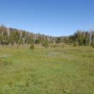 Pacific Crest Meadow