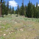 Downstream Tributary Channel