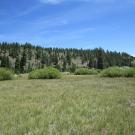 End of lower transect looking east