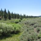 From check dam looking downstream. Narrow riparian corridor, inset floodplain, sage on top of banks