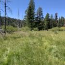 Trout Creek whole meadow