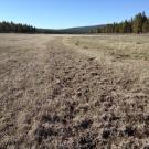 Long ditch through meadow leading to stock pond