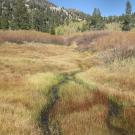 Looking upstream at potentially incised reach in upper meadow
