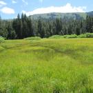 Lower meadow, looking east. Less than 5 acres
