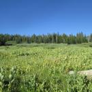 Lower meadow, looking upstream