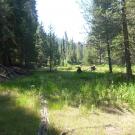 Meadow Overview