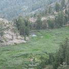 Meadow from above, zoomed in