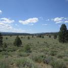 Mid meadow, showing sage cover