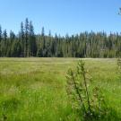 Middle Transect Overview (left to right)