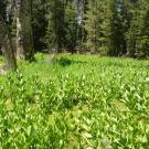 Middle Transect Overview (right to left)