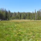 North section meadow overview (bottom of meadow)