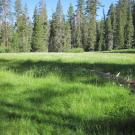 Overview of largest open meadow patch (facing NE)