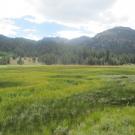 Remnant channel, west half of meadow, downstream