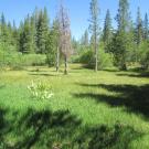 Small meadow section at bottom of "meadow"