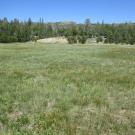 Start of lower transect, looking east