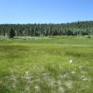 Start of upper transect, looking south