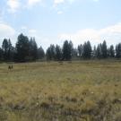 Start of upper transect, looking soutwest