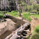 Alder 2 cut bank with logs