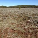 Top of Little Antelope Valley (transect 1, river right)