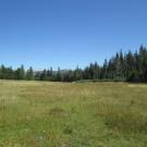 Top of Meadow Looking Down