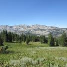 Top of Meadow Looking Down