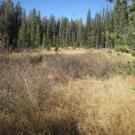 Top of Meadow