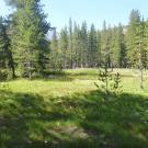 Top of Meadow