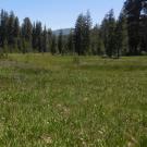 Top of Meadow