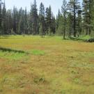 Top of Meadow