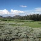 Top of meadow - all willow with sage encroachment