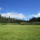 Top of meadow, looking north
