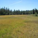 Top of meadow, second section, looking east
