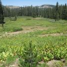 Top of meadow