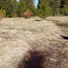 Transect 1 Third Stream Crossing (upstream)